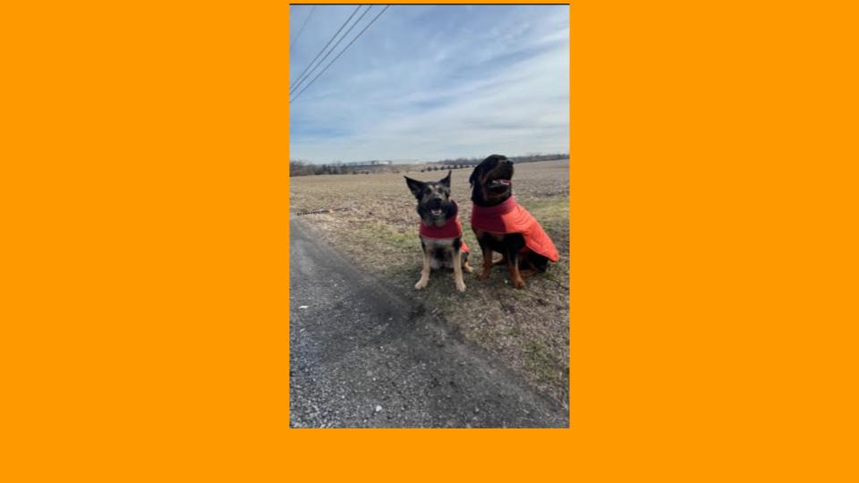 Image for An extra long walk for Karma (German Shepherd) who beat Lymphoma today! Kingston enjoying the walk too! -North Catasauqua, PA (Physical)